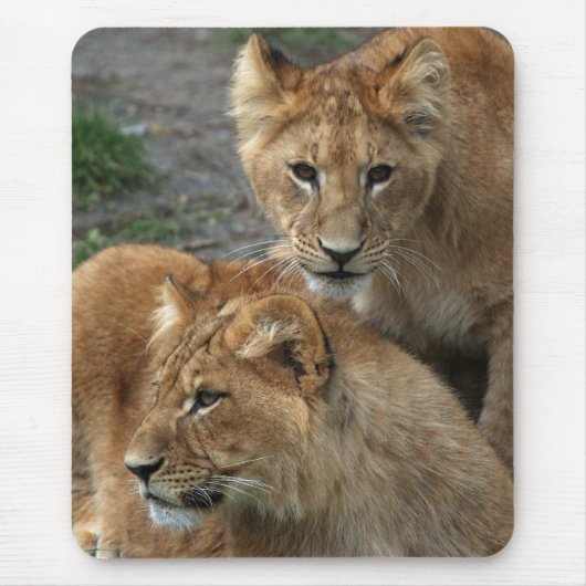 Lion 033 muismat (Voorkant)