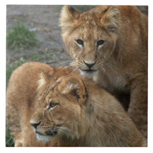 Lion 033 tegeltje