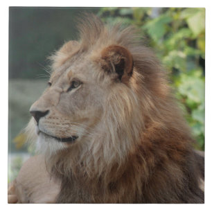 Lion 035 tegeltje