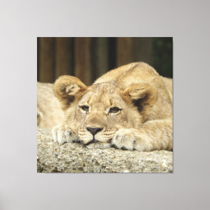 Lion 040 canvas afdruk