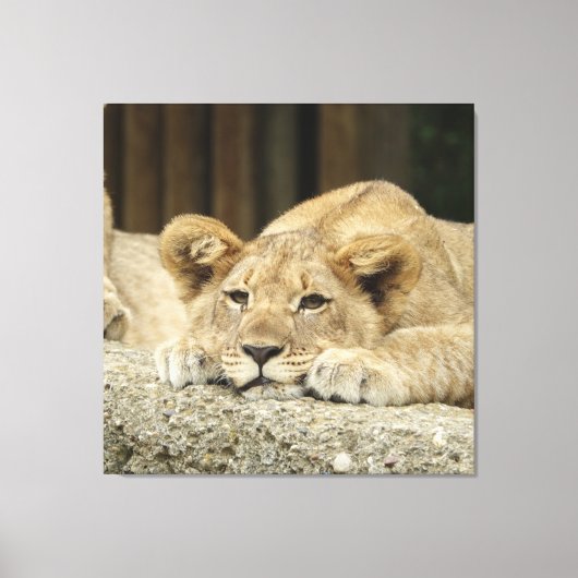 Lion 040 canvas afdruk (Voorkant)