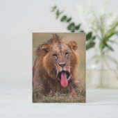 Lion 2 briefkaart (Staand voorkant)