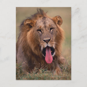 Lion 2 briefkaart