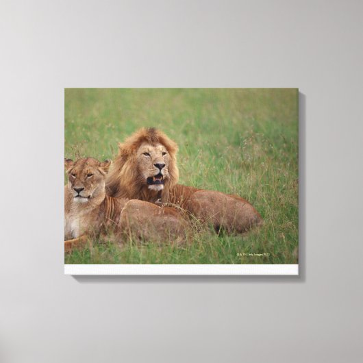 Lion 2 canvas afdruk (Voorkant)