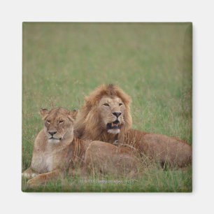 Lion 2 magneet