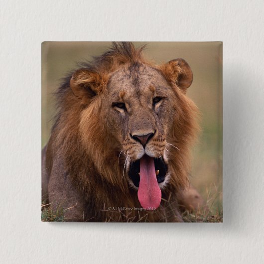 Lion 2 vierkante button 5,1 cm (Voorkant)