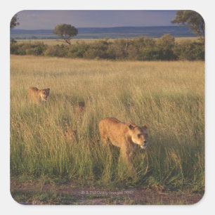 Lion 2 vierkante sticker