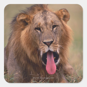 Lion 2 vierkante sticker