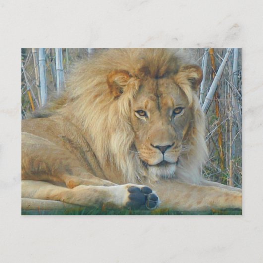 Lion #3-2 Briefkaart (Voorkant)