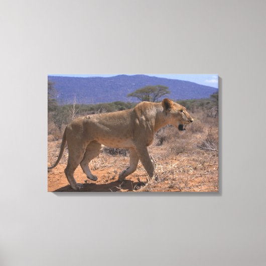 Lion 3 canvas afdruk (Voorkant)