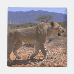 Lion 3 magneet