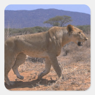 Lion 3 vierkante sticker