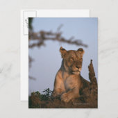 Lion 4 briefkaart (Voorkant / Achterkant)