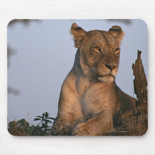 Lion 4 muismat (Voorkant)