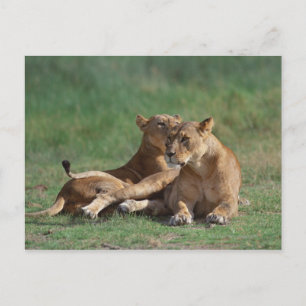 Lion 5 briefkaart