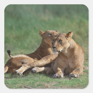 Lion 5 vierkante sticker