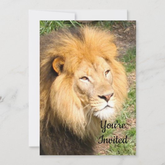 Lion 6918 Invitation d'anniversaire (Devant)