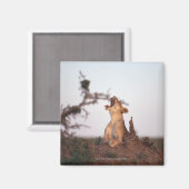 Lion 7 magneet (Voorkant / Achterkant)