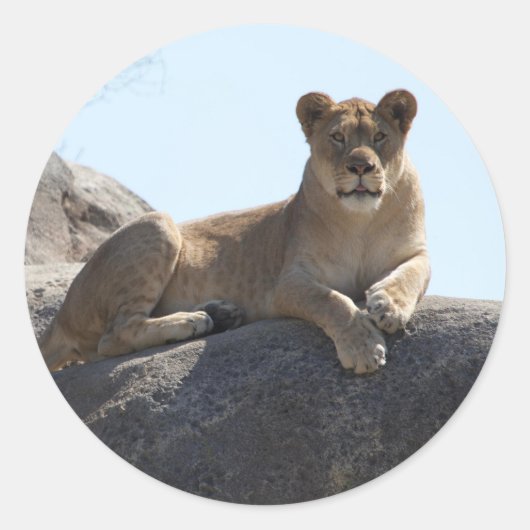 Lion à stickers (Devant)
