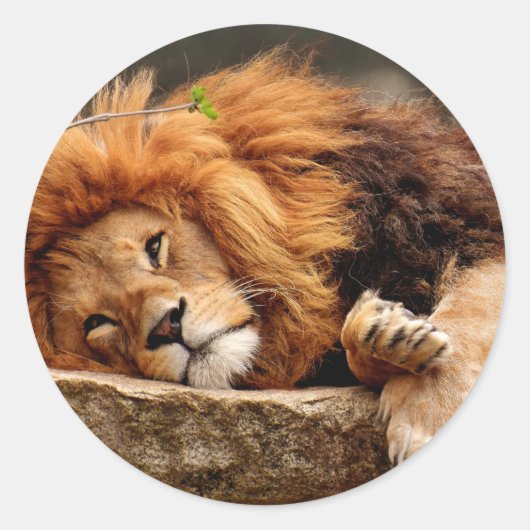Lion à stickers (Devant)