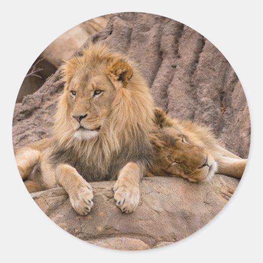 Lion à stickers (Devant)