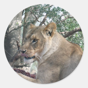 Lion à stickers