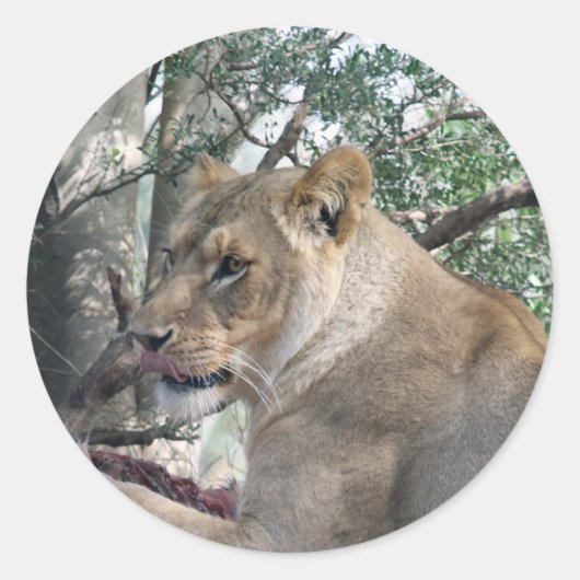 Lion à stickers (Devant)