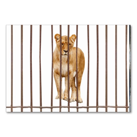 Lion ABA Tact Labelling Flashcard | KAART AFBEELDI (Voorkant)