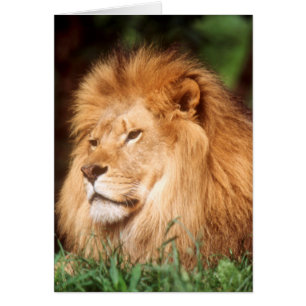 Lion adulte mâle
