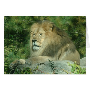 Lion africain
