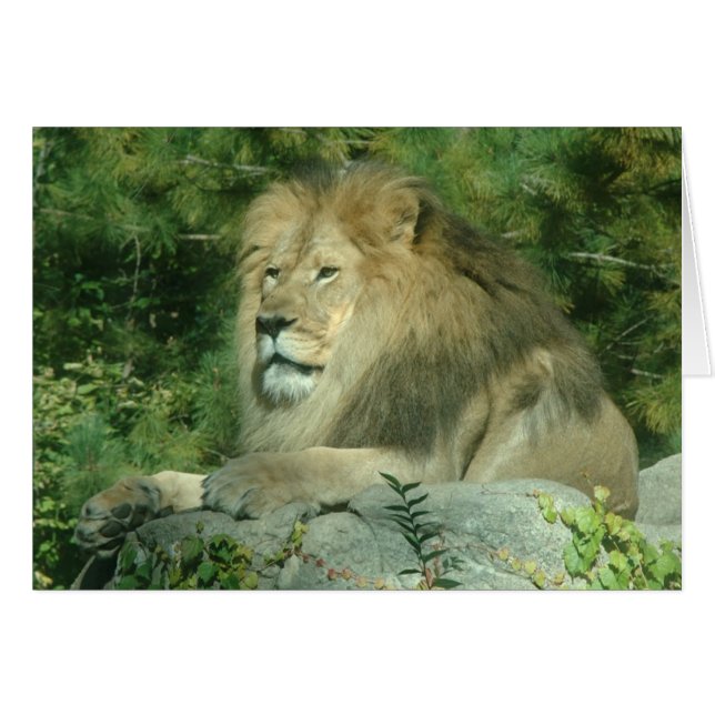 Lion africain (Devant horizontal)