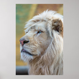 Lion Animal Wall Poster