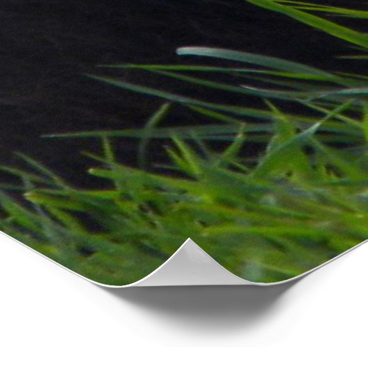 Lion avec belle affiche Mane (Coin)