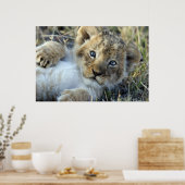 Lion Baby Poster (Keuken)
