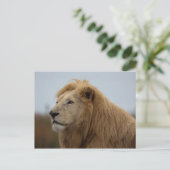 Lion blanc - Carte postale (Debout devant)