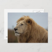 Lion blanc - Carte postale (Devant / Derrière)