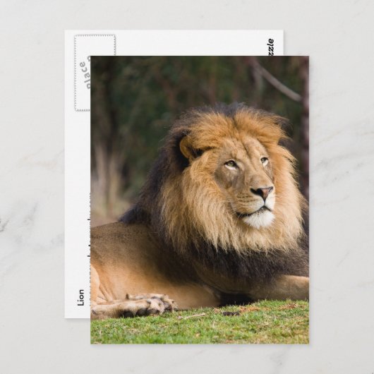 Lion Briefkaart (Voorkant / Achterkant)