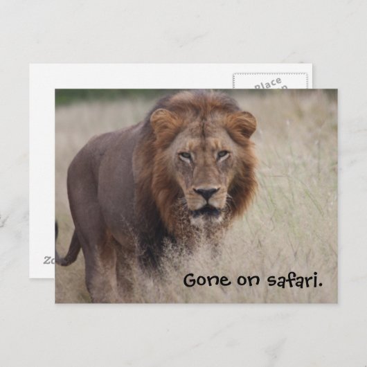 Lion Briefkaart (Voorkant / Achterkant)