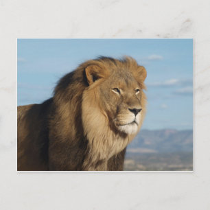 Lion Briefkaart