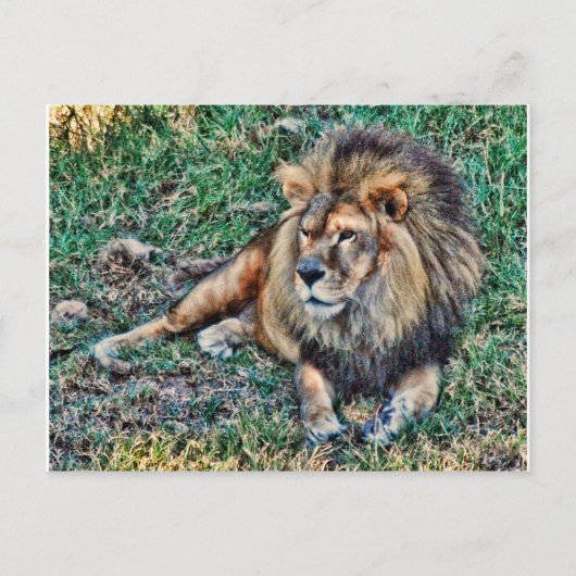 Lion Briefkaart (Voorkant)