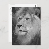 Lion Briefkaart (Voorkant / Achterkant)