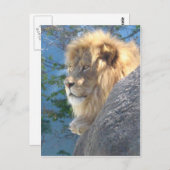 Lion Briefkaart (Voorkant / Achterkant)