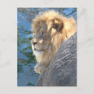 Lion Briefkaart