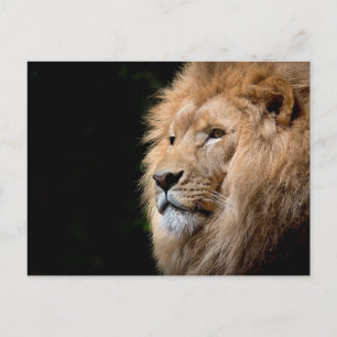 Lion Briefkaart