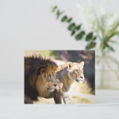 Lion Briefkaart (Staand voorkant)