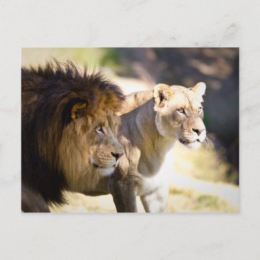Lion Briefkaart (Voorkant)
