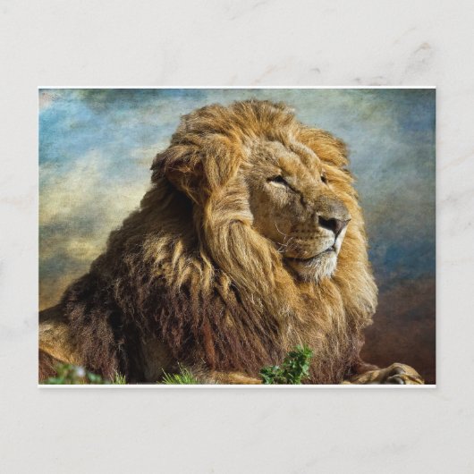 Lion Briefkaart (Voorkant)