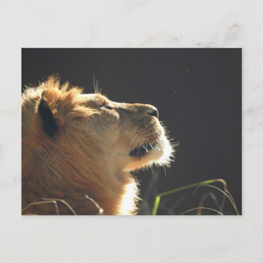 Lion Briefkaart (Voorkant)
