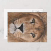 Lion Briefkaart (Voorkant / Achterkant)