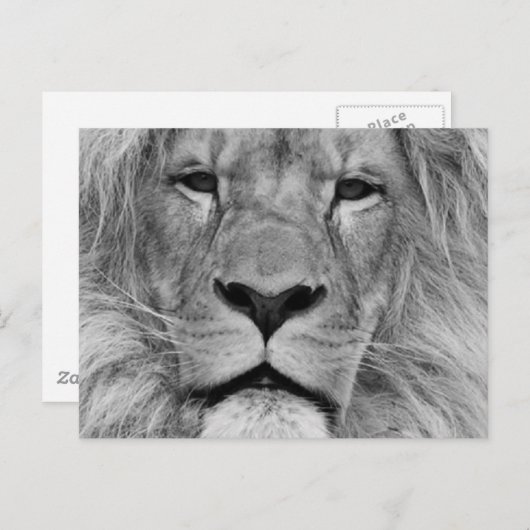 Lion Briefkaart (Voorkant / Achterkant)